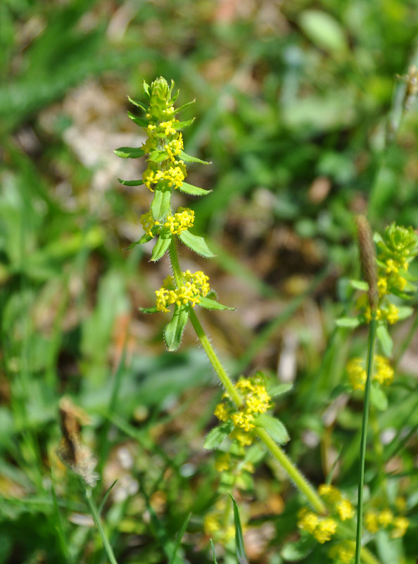 Image of Cruciata laevipes specimen.