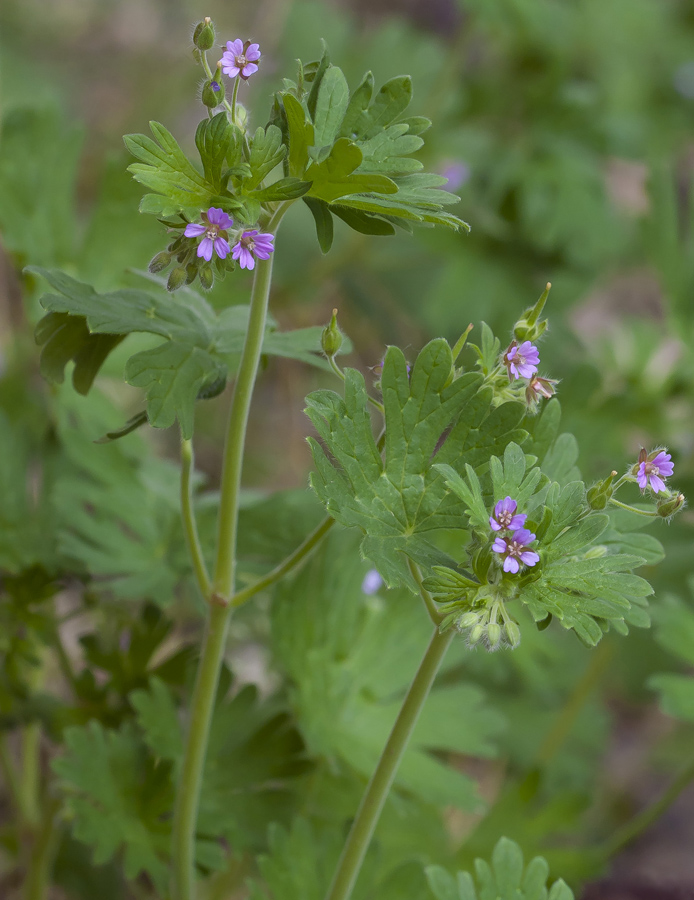 Изображение особи Geranium pusillum.