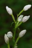 Cephalanthera damasonium. Верхушка цветущего растения. Молдова, Оргеевский р-н, окр. с. Ватич, грабовый лес. 27.05.2014.