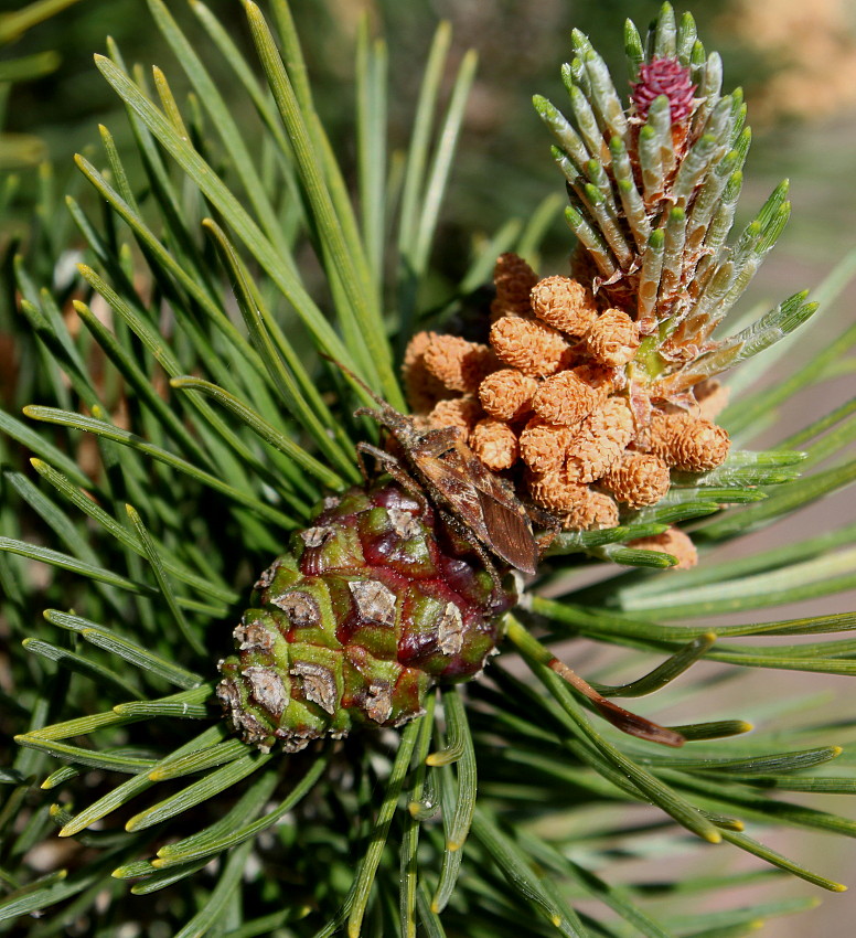 Изображение особи Pinus mugo.