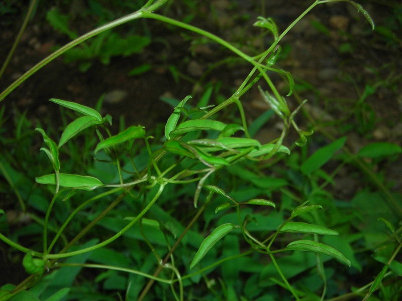 Изображение особи Codonopsis clematidea.