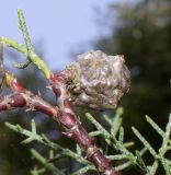 Hesperocyparis macnabiana. Часть веточки с шишкой. Германия, г. Дюссельдорф, Ботанический сад университета. 04.05.2014.