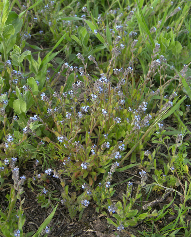 Image of Myosotis micrantha specimen.