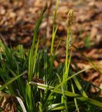 genus Carex