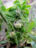 Cruciata taurica