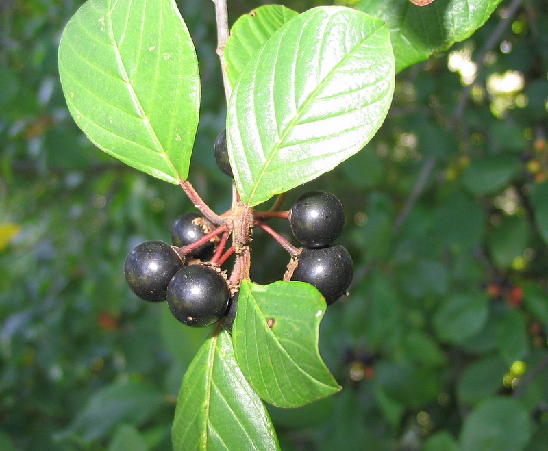 Изображение особи Frangula alnus.