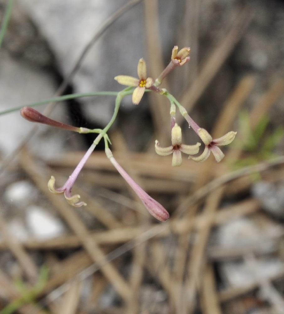 Image of Asperula aristata ssp. thessala specimen.