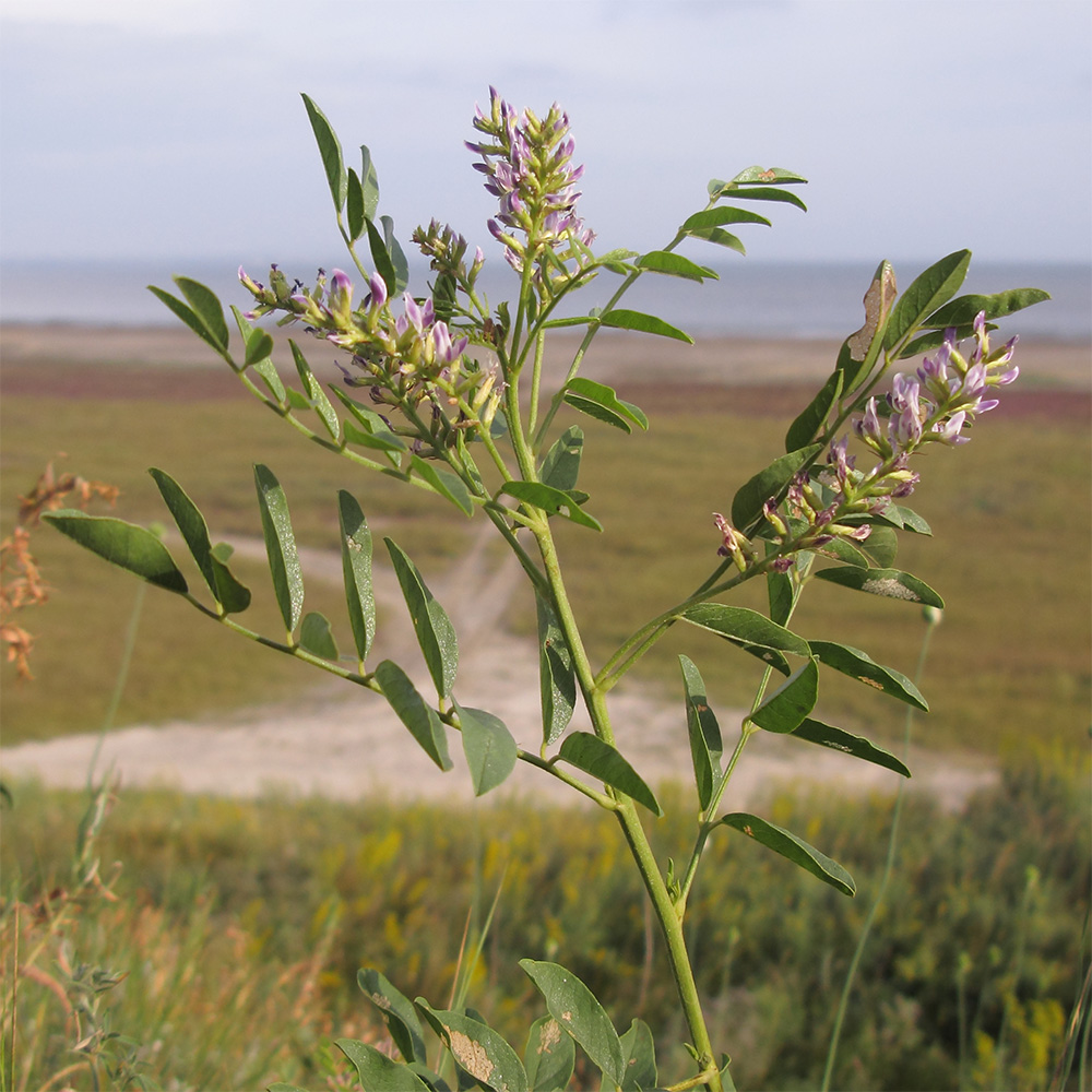 Изображение особи Glycyrrhiza glabra.