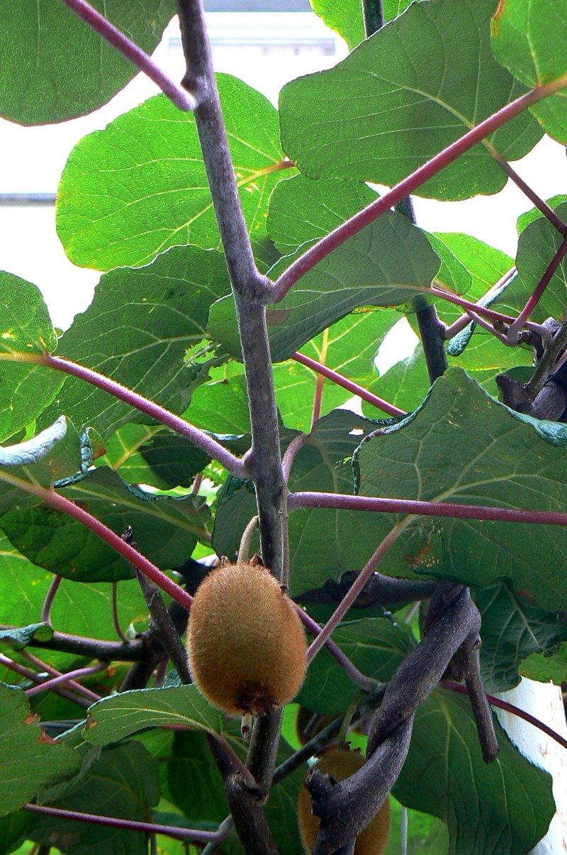 Image of Actinidia chinensis var. deliciosa specimen.