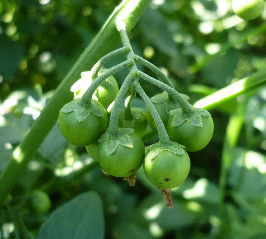 Изображение особи Solanum nigrum.