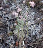 Allium psebaicum