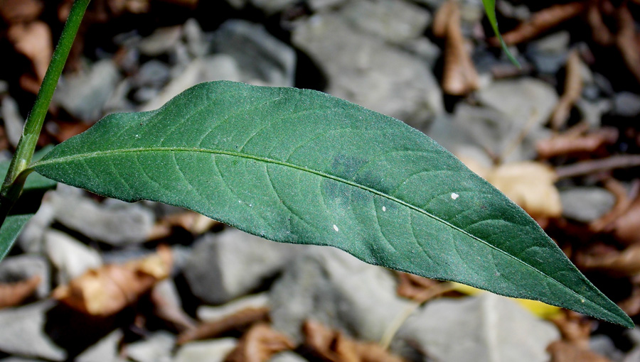 Изображение особи Persicaria maculosa.