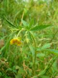 Geum aleppicum