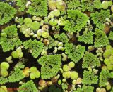 Azolla caroliniana