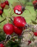 Rosa villosa