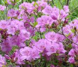 Rhododendron