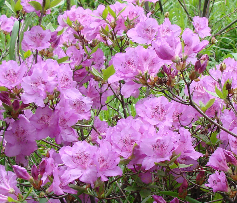 Изображение особи род Rhododendron.