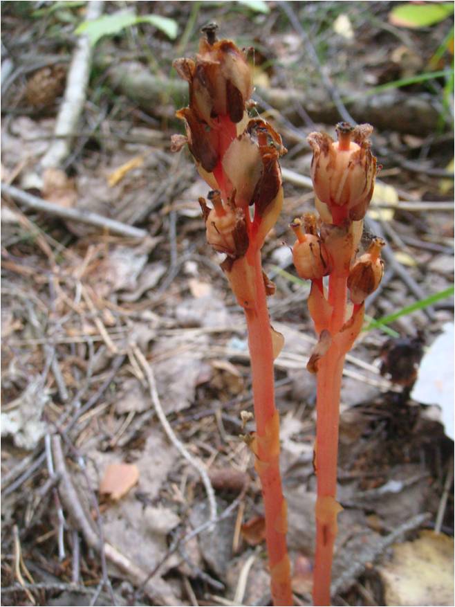 Изображение особи Hypopitys monotropa.