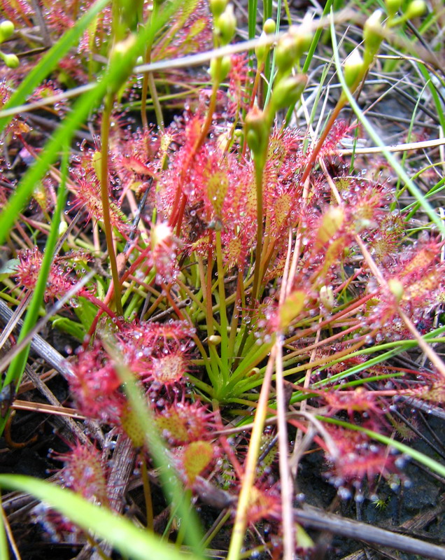 Image of Drosera intermedia specimen.