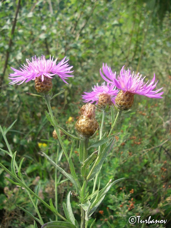 Изображение особи Centaurea jacea ssp. substituta.