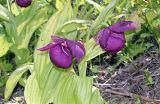 Cypripedium macranthos