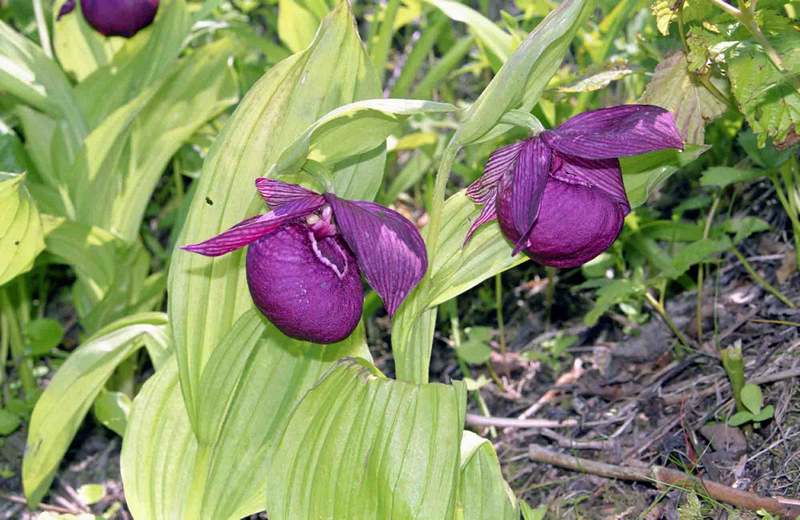 Изображение особи Cypripedium macranthos.