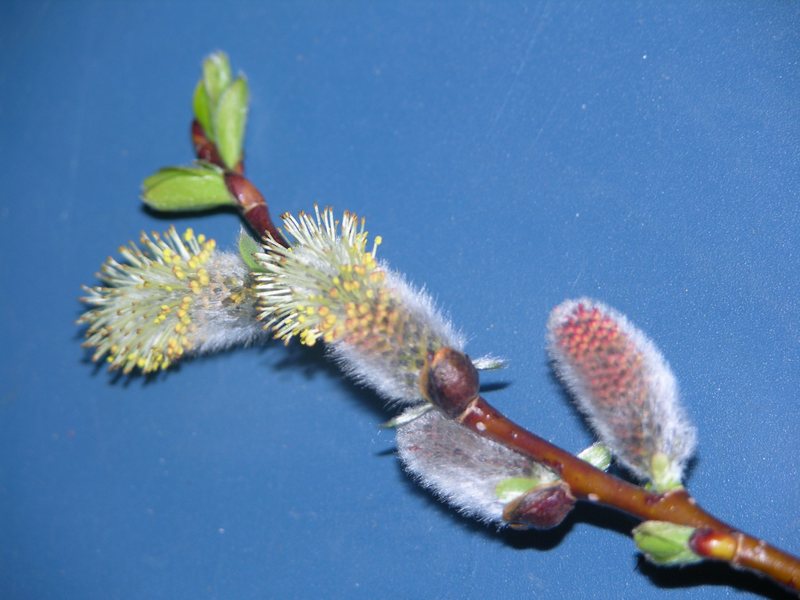 Изображение особи Salix udensis.