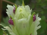 Castilleja pavlovii