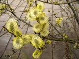 Salix caprea