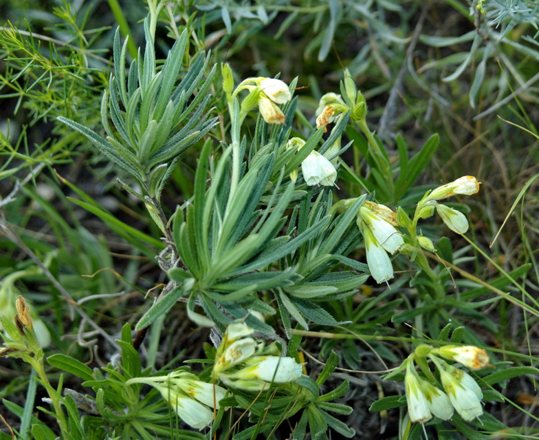 Изображение особи Onosma simplicissima.