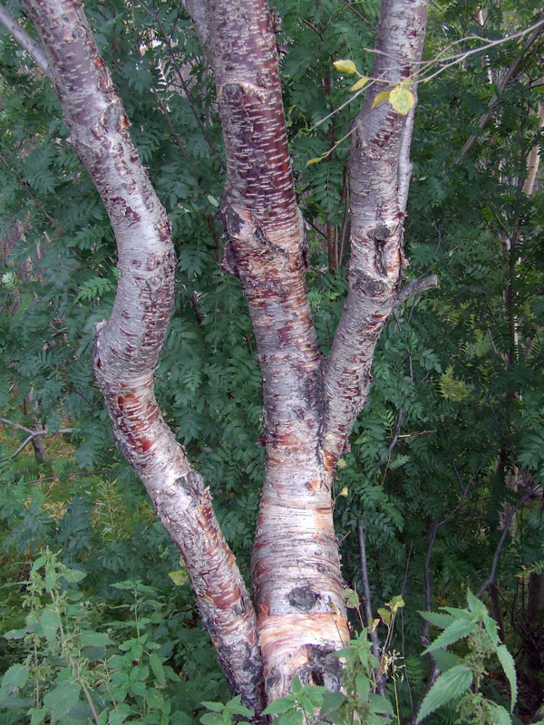 Изображение особи Betula concinna.