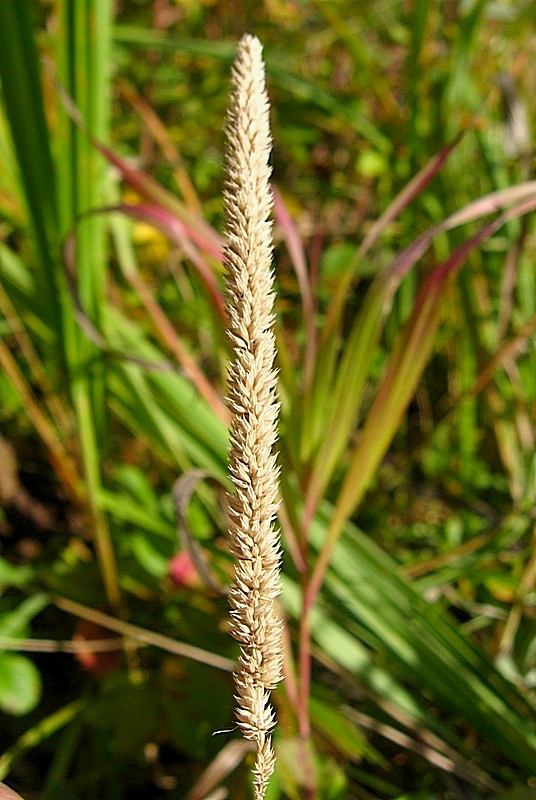 Изображение особи Phleum phleoides.