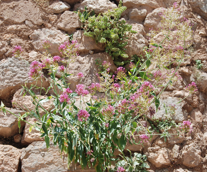 Image of Centranthus ruber specimen.