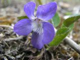 Viola rupestris