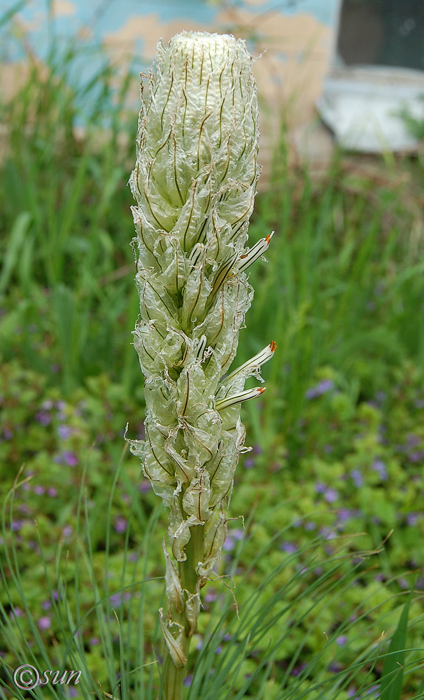 Изображение особи Asphodeline taurica.