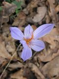 Crocus speciosus. Цветок. Краснодарский край, окр. станицы Крепостной, опушка горного леса. 29.11.2009.