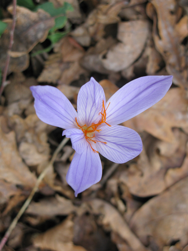 Изображение особи Crocus speciosus.