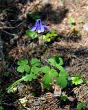 Aquilegia sibirica