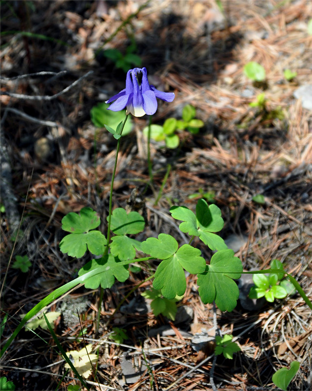 Изображение особи Aquilegia sibirica.