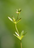 Galium uliginosum