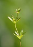 Galium uliginosum. Верхушка побега с бутонами. Мурманская обл., Кольский р-н, пос. Мурмаши, берег руч. Кротовый. 09.07.2015.