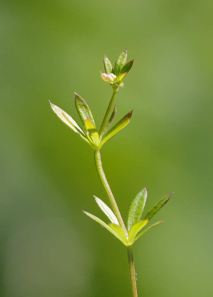 Изображение особи Galium uliginosum.