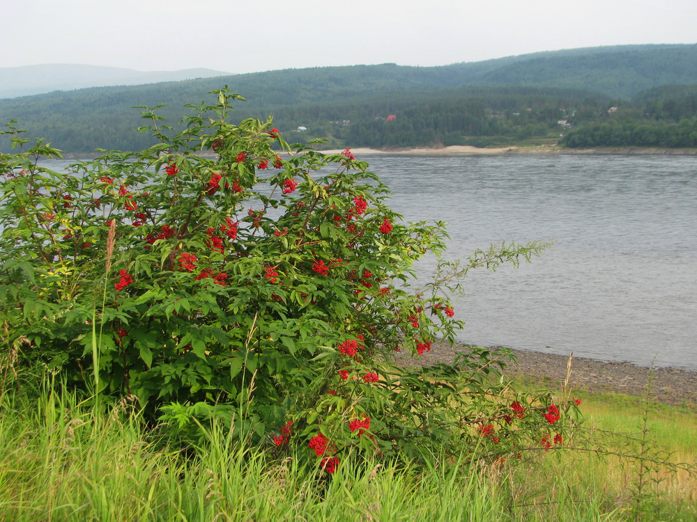 Image of Sambucus sibirica specimen.