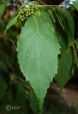 Callicarpa bodinieri