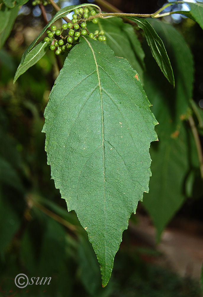 Image of Callicarpa bodinieri specimen.