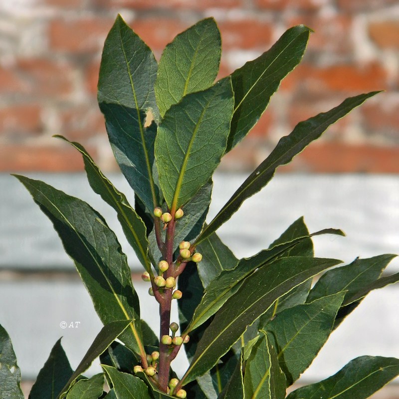 Image of Laurus nobilis specimen.