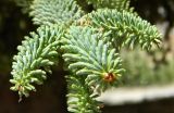 Abies pinsapo