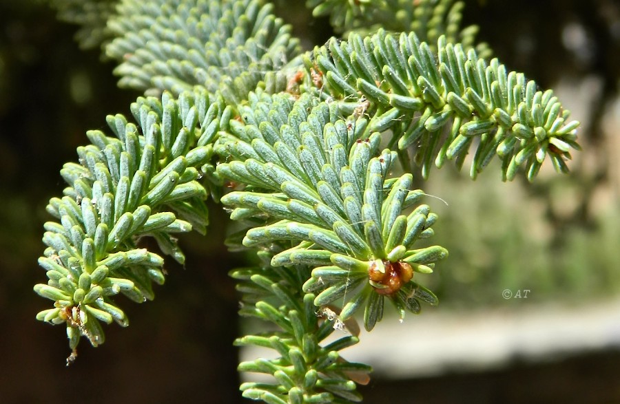 Image of Abies pinsapo specimen.