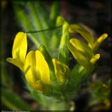 Astragalus exscapus. Соцветие. Чешская республика, Южная Моравия, национальный природный резерват Pouzdřanská step - Kolby, луговая степь. 02.05.2008.