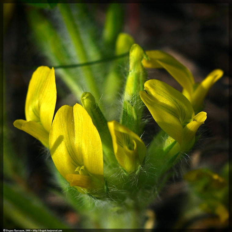 Изображение особи Astragalus exscapus.